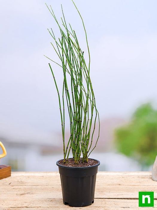 water bamboo - plant