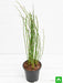 water bamboo - plant