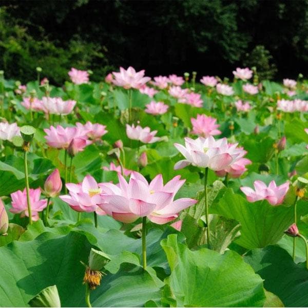 Water Lily (Any Color) Plant