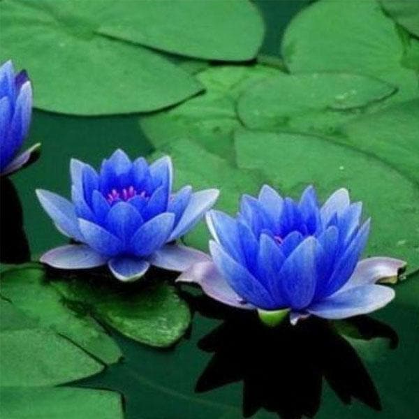 water lily - plant