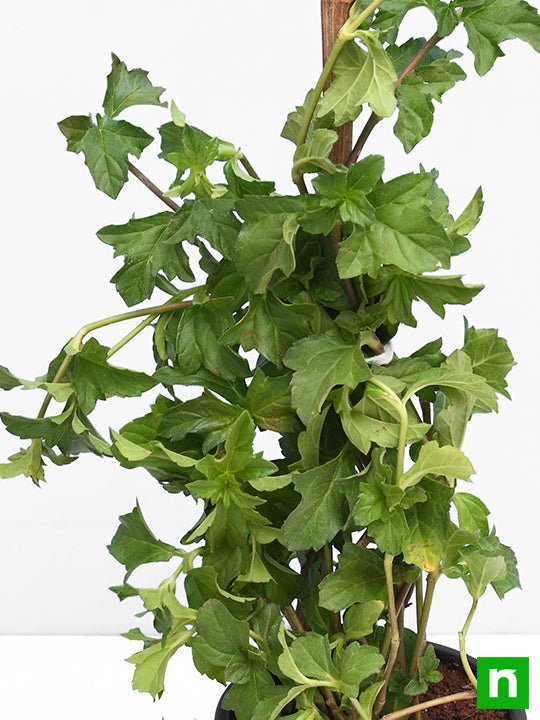 wedelia - plant