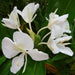 white ginger lily - plant