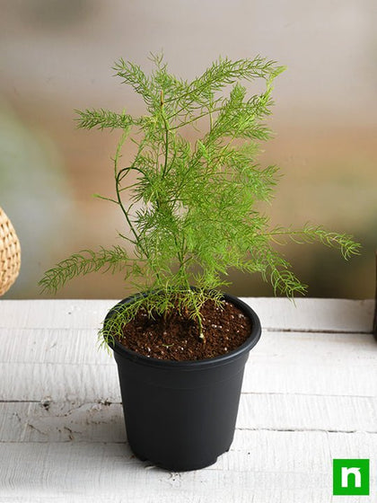 Buy Wild Asparagus, Shatavari