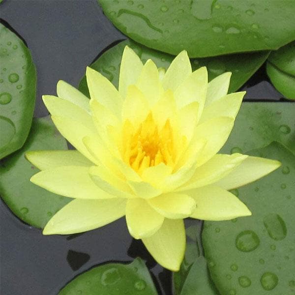 water lily ( yellow ) - plant