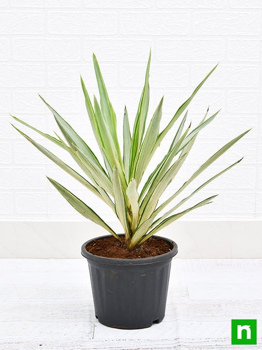 yucca - plant