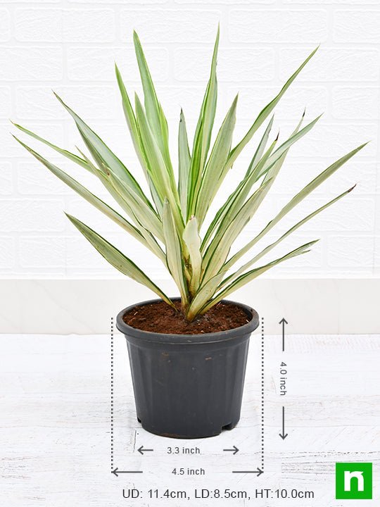 Buy Yucca - Plant Online | NurseryLive — Nurserylive