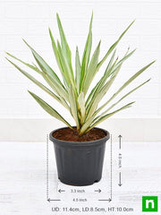 yucca - plant