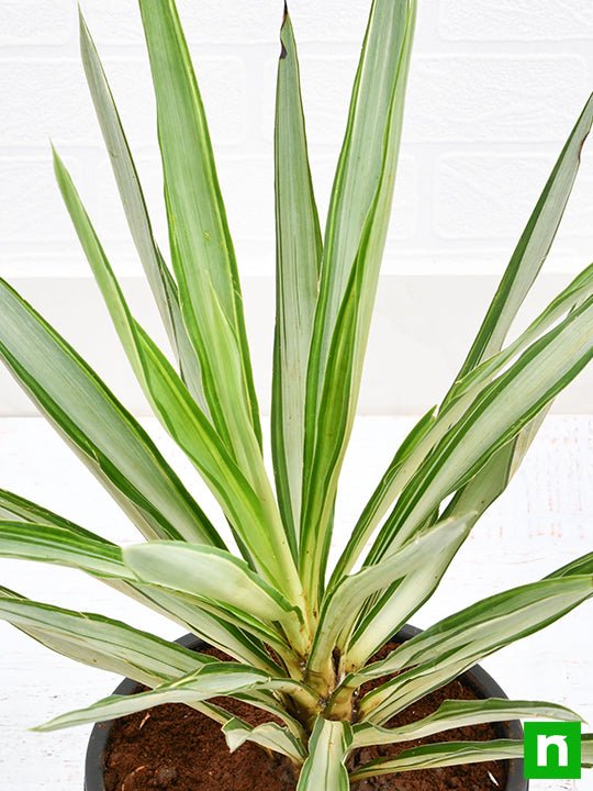 Buy Yucca - Plant Online | NurseryLive — Nurserylive