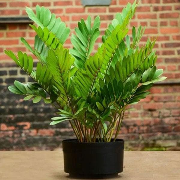 zamia indoor plant Buy Zamia Furfuracea