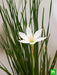 zephyranthes candida (white) - plant