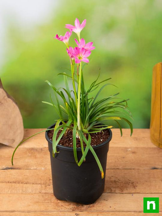 picture of rain lily flower Buy Zephyranthes Grandiflora, Pink Rain Lily