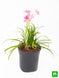 Product image thumbnail 4