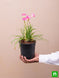 Product image thumbnail 6