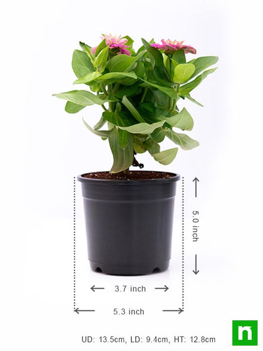 zinnia (any color) - plant