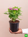 zinnia (any color) - plant