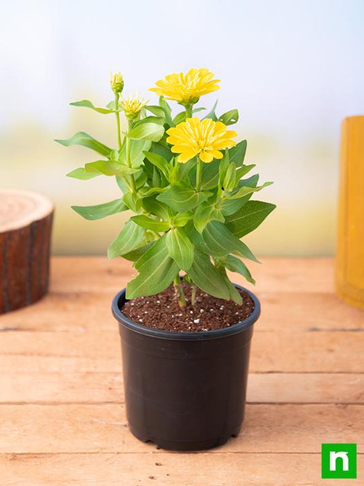 zinnia (yellow) - plant