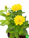 zinnia (yellow) - plant