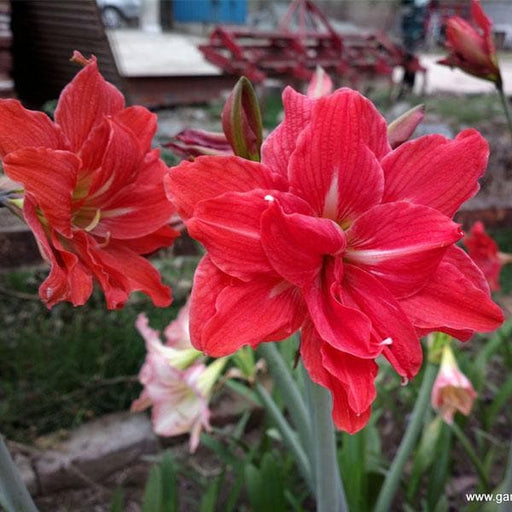 amaryllis lily double ( red ) - plant