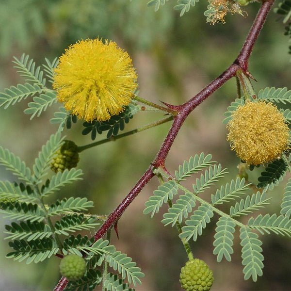acacia arabica - plant