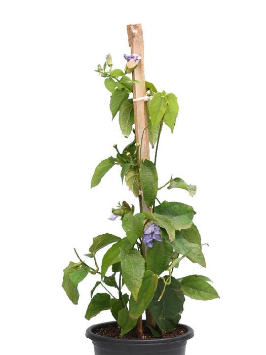 Thunbergia Laurifolia - Plant