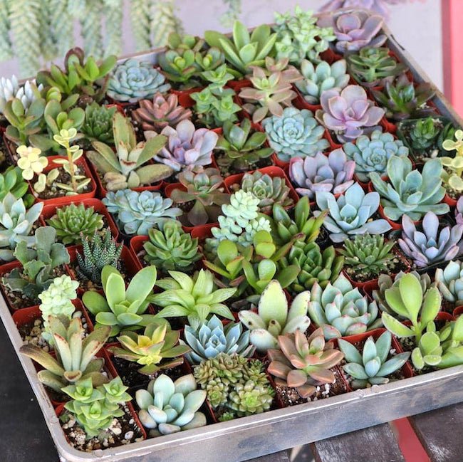 succulent plants bangalore Buy Mini Succulent Garden Pack online from Nurserylive at lowest price