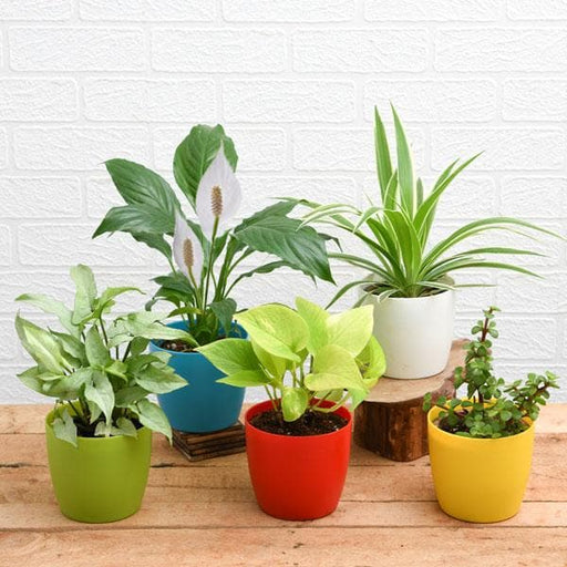 set of 2 plants for good fortune + 2 pots worth rs 600 