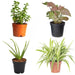 set of 4 nasa plants 