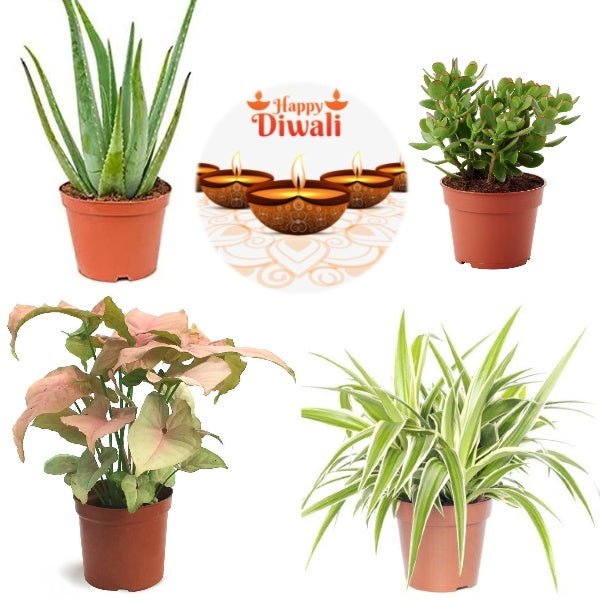 set of 4 pollution killer plants for diwali 