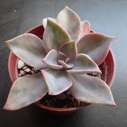 douglas huth succulent Buy Graptoveria Douglas Huth